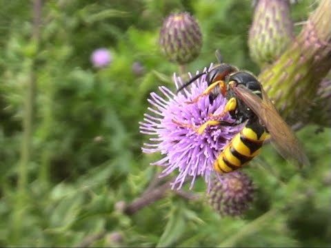 Bienenwolf (Philanthus triangulum). beewolf. Ein Video von KLAUS TAUX