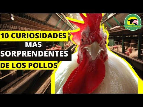 , title : '🔴Las 10 CURIOSIDADES de los POLLOS Más SORPRENDENTES🐓(LA #1 No te la creeras😱)| PasionPecuariaRD'
