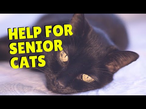 Avoid Feline Arthritis in Senior Cats | Two Crazy Cat Ladies