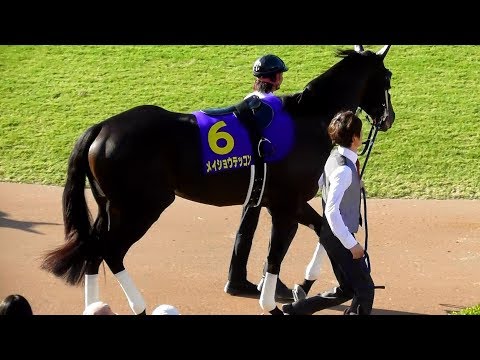 メイショウテッコン、菊花賞のパドック。現地映像、京都競馬場