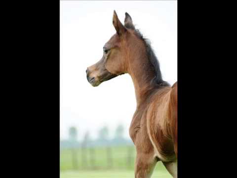 Penkur Kossack 2012 (Kunar T x Pentia Kossack by Pobeditel)