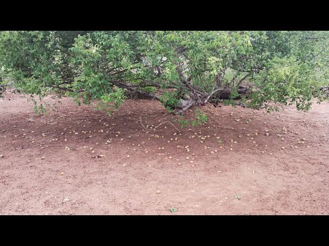 Sítio Algaroba povoado de Tanques Queimadas Bahia 