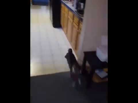 Harold is a Stealthy Ninja Cat!