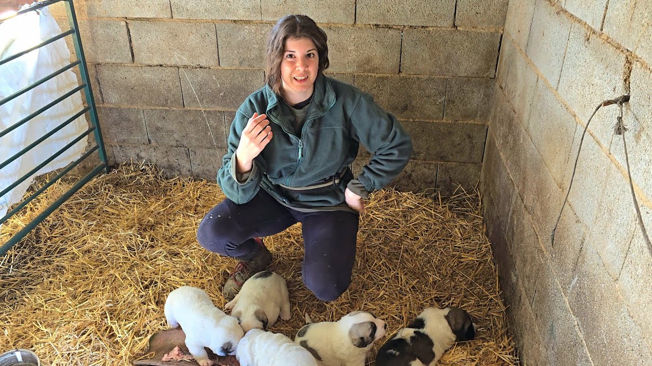 Voy a ver si los cachorros de Jimena ya comen, tienen muchísima hambre