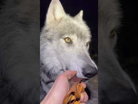 You’ve never seen a nicer wolf. #wolflife #wolves