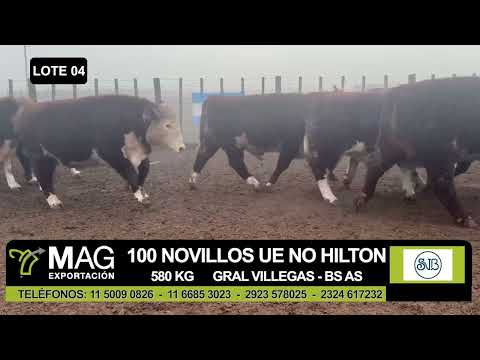 Lote 100 Novillo Exportacion UE NO HILTON en Gral. Villegas, Buenos Aires