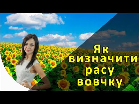 Как определяется раса заразихи?