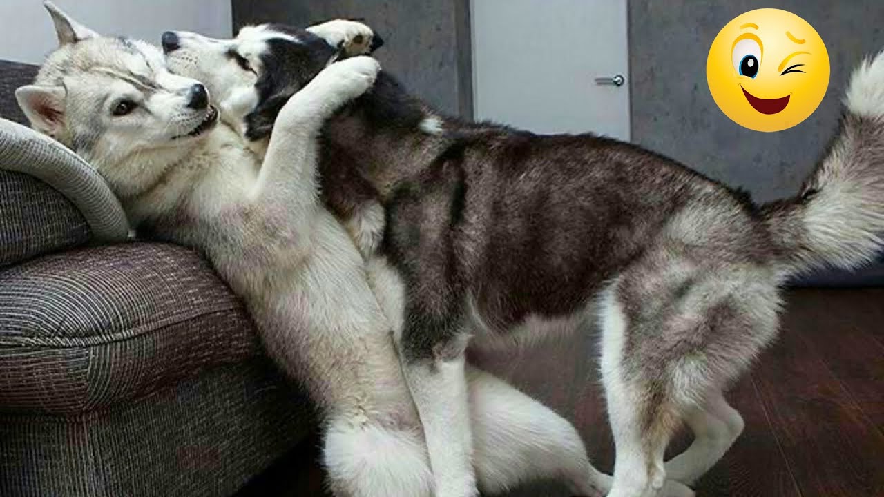 Best Funniest Animal Videos 2024😛😹Funny Dogs And Cats Videos Of The year😎🐶part45