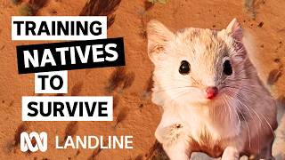 How humans are helping Australian animals make a comeback | Landline