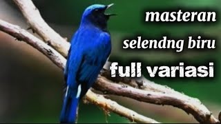 Download lagu Suara burung selendang biru | bird sounds Cyanoptila cyanomelana mp3