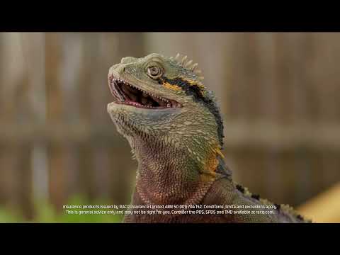 You with RACQ? Home & Contents Insurance - Water Dragons