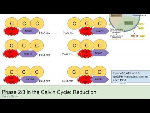 The Calvin Cycle Explained Step by Step with Animation!