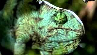 anheuser busch - ready to snap