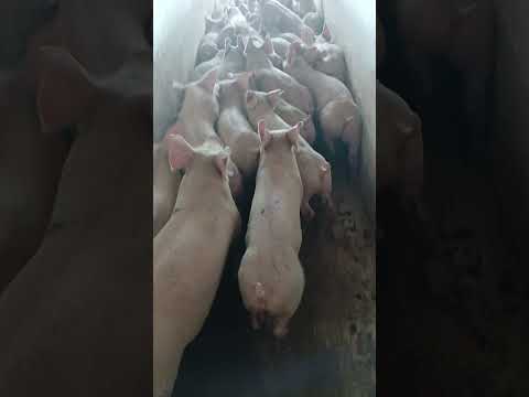 aí as crianças chegando na granja, nova mutum mt, segue nóis