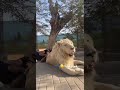 A Lion Is A Pillow For Its Owner