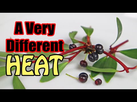 MOUNTAIN PEPPER : The Butt-Shaped Spice That You Need to Try - Weird Fruit Explorer - Ep 399