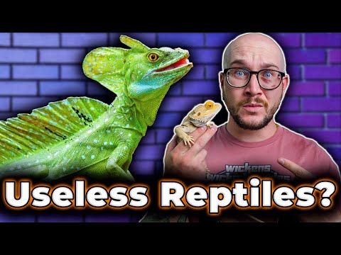 DO NOT GET These 5 Popular Reptiles! Get THESE Reptiles Instead!