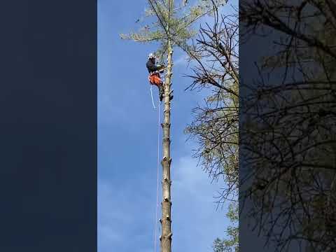 **CLIMB TO THE TOP ** #treework #professional #arborist #climber #treewarriors