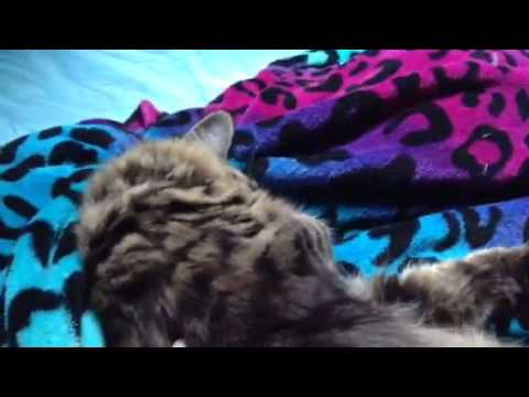 Tai Tai: The cutest cat ever