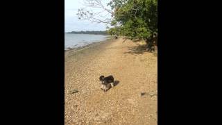 preview picture of video 'Harry's Walk along Nacton Shore.'