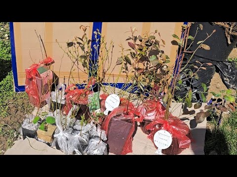 Mega nákup rostlin Zzoja - opylovači pro Pink Lemonade, borůvky, moruše, remontantní ostružiníky