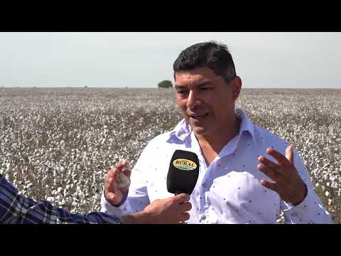 Cosecha de Algodón - zona San Bernardo Provincia de Santa Fe - Ing. Agr. Jaime Parra - primera parte