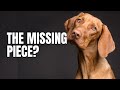 How Can Ozone Help My Dog?