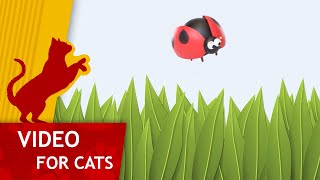 Cat Games - Get that ladybug (Video for Cats to watch)