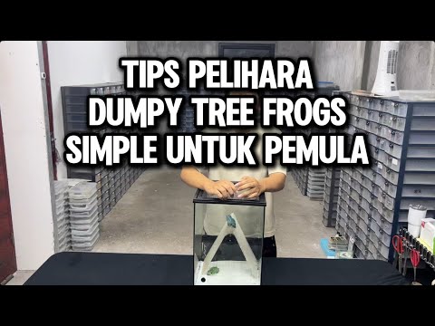 Tips Pelihara Dumpy Frogs Pemula