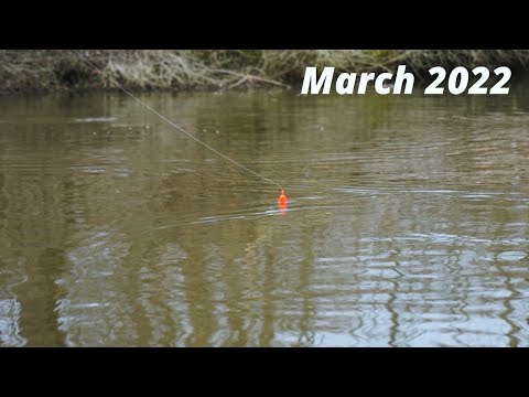 FLOAT FISHING for SPRING STEELHEAD - Insane Bobber Down Footage!