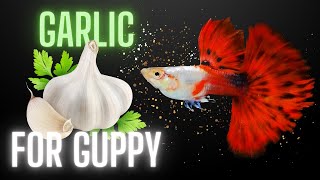 Guppy Fish Care - Why You Should Feed Garlic to Your Guppies ?