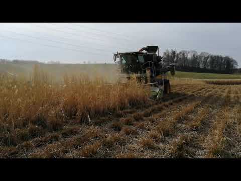 Mobile pellet press Metitron560 harvesting  and pelleting a standing Miscanthus sinensis crop