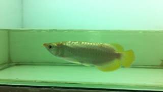 Arowana