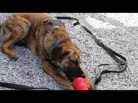 Der Kong Classic im Praxistest