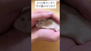 懐くとこんなこともできちゃう #ハムスター