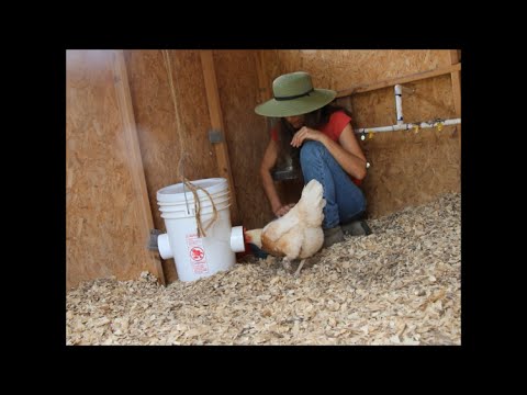, title : 'Chicken Feeder for the Preppers Retreat Hen House'