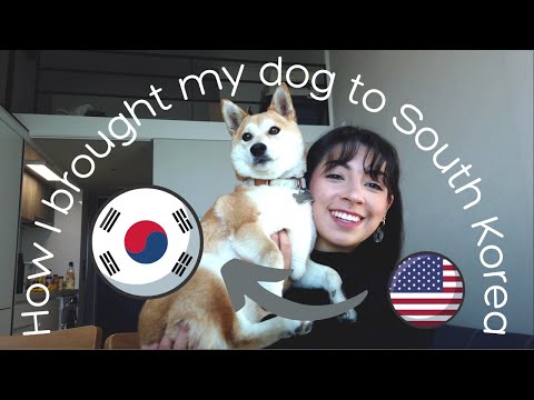 How I brought my dog from the USA to SOUTH KOREA! | Step-by-Step, Supplies, Documents & More!