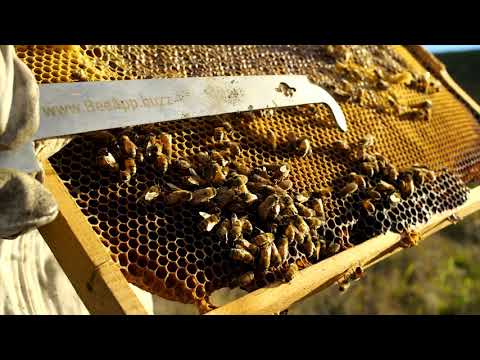 BeeApp by Bee Intelligence