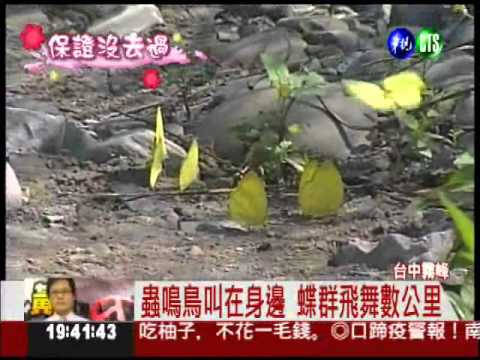 蝴蝶沿路做伴! 來去桐林社區秘境