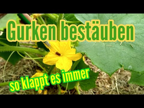 , title : 'Gurken bestäuben Gurken von Hand befruchten Bestäubung'