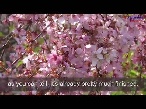 Cherry Blossoms Bloom