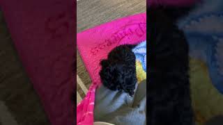 Cockachon Puppies Videos