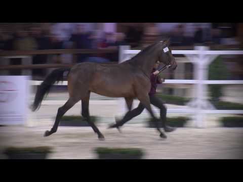 25 OLYMPUS A.P  (I AM MOERHOEVE'S STAR x DIAMANT DE SEMILLY)