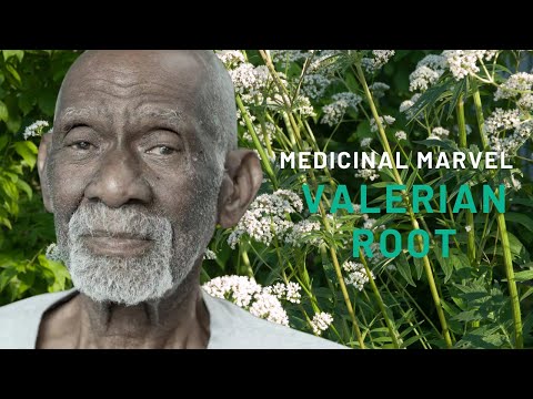 The Medicinal Marvel: Valerian Root