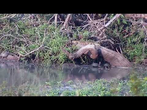 Djuma: Monitor Lizard and Terrapins on log - 16:23 - 08/18/2022