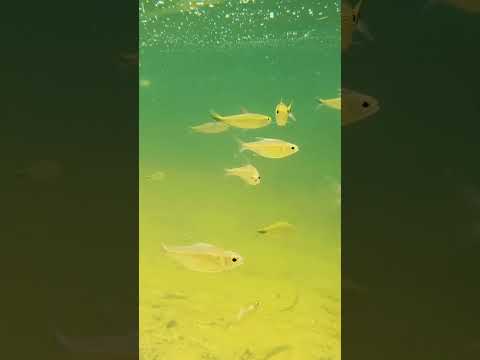 Aquatic life my favorite hobby|Izhaan Tiny world|#nature and wildlife