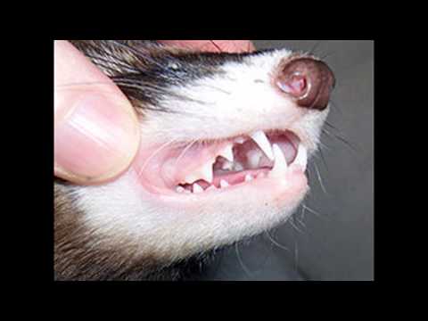 Lose Yourself DJ - Ting Tings vs. Eminem Mashup