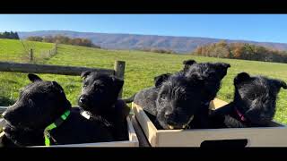 Scottish Terrier Puppies Videos