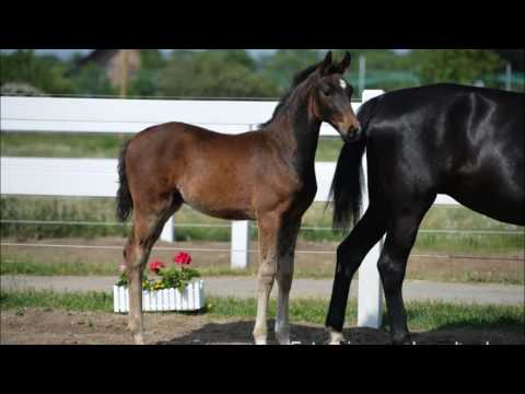 Fürstino B *2016 Hengstfohlen von Fürstenball www.zuchthof-bahnemann.de