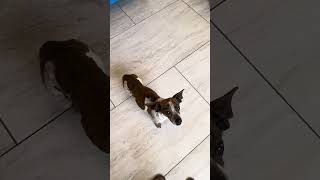 Video preview image #1 Feist Terrier-Rat Terrier Mix Puppy For Sale in Benton, LA, USA